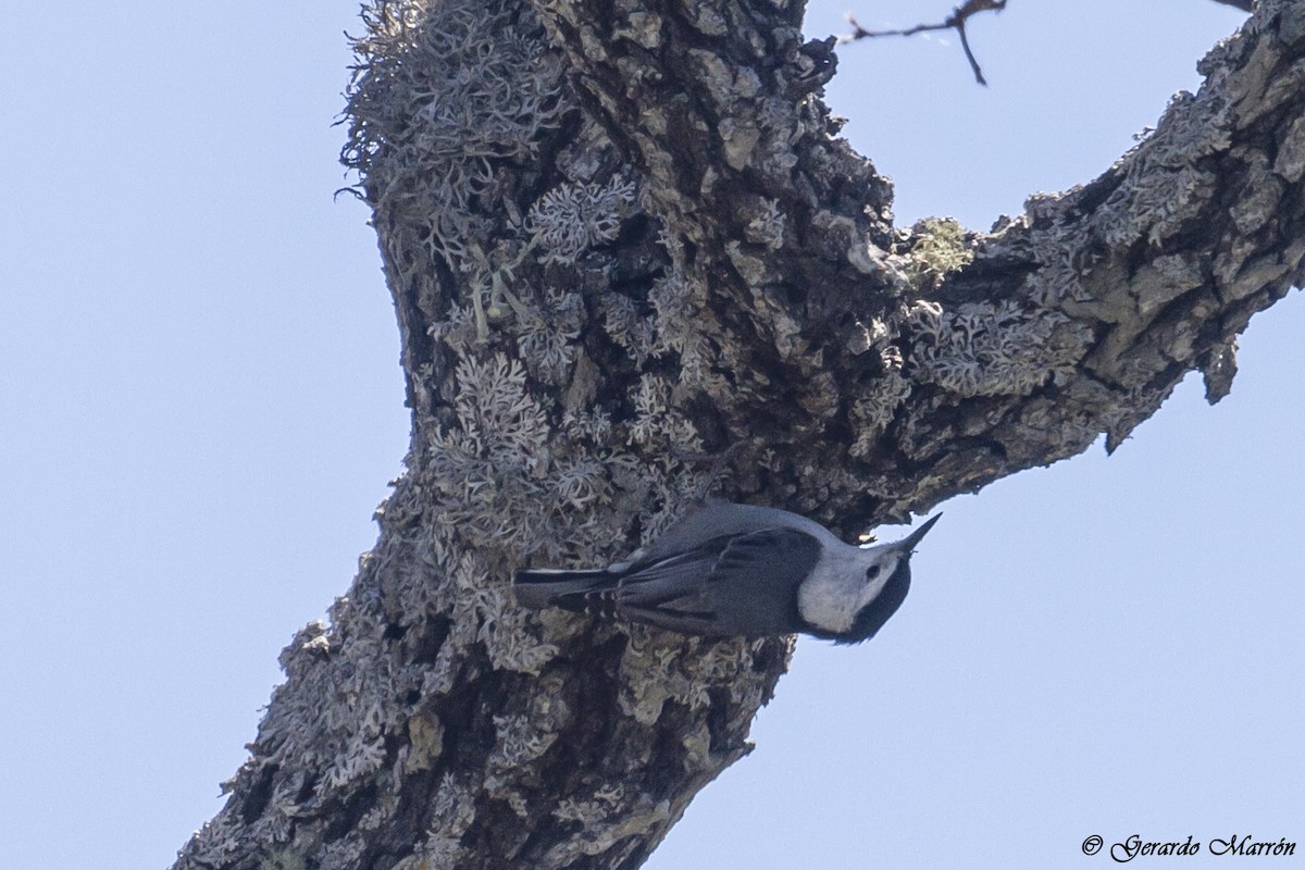 White-breasted Nuthatch (Interior West) - ML130043411