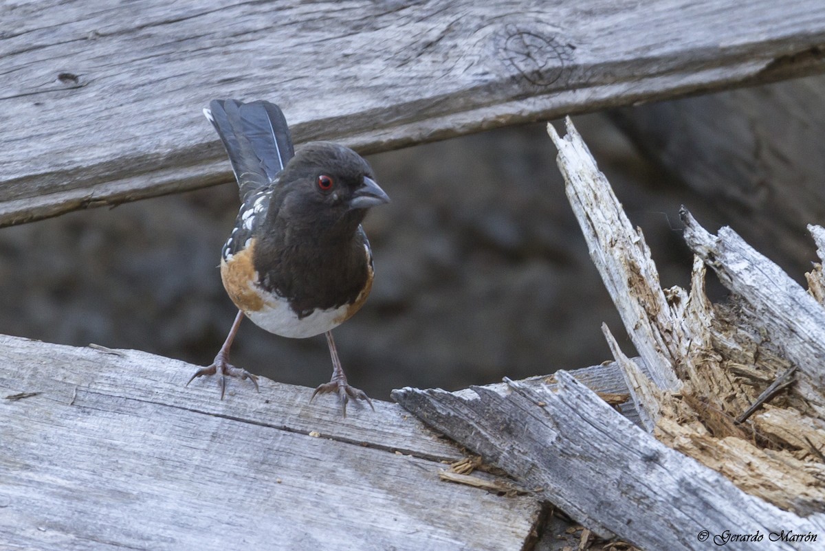 Spotted Towhee - ML130043441