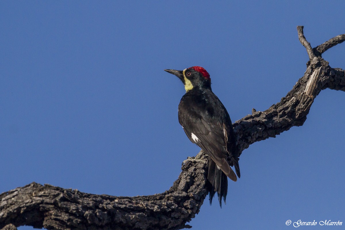 Acorn Woodpecker (Narrow-fronted) - Gerardo Marrón