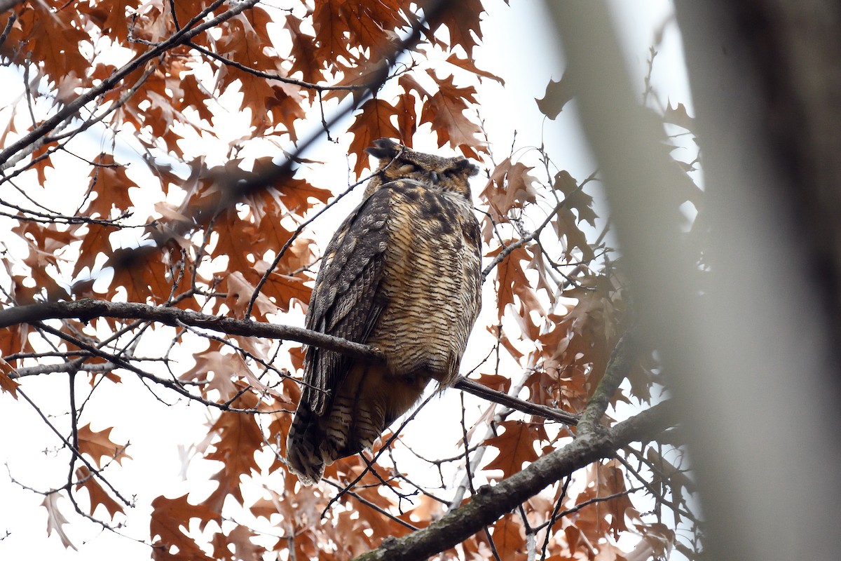 Great Horned Owl - ML130043701