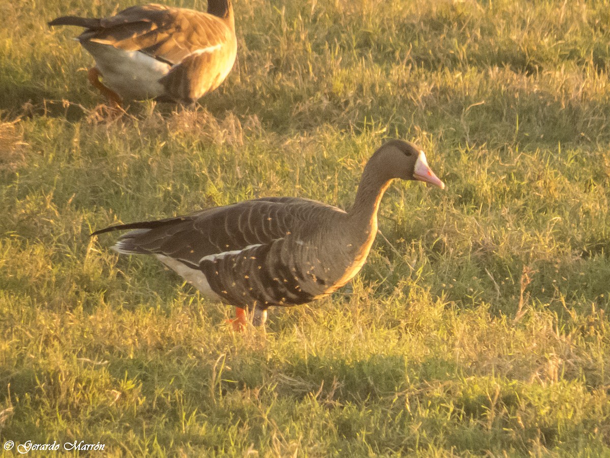 Greater White-fronted Goose - ML130044401