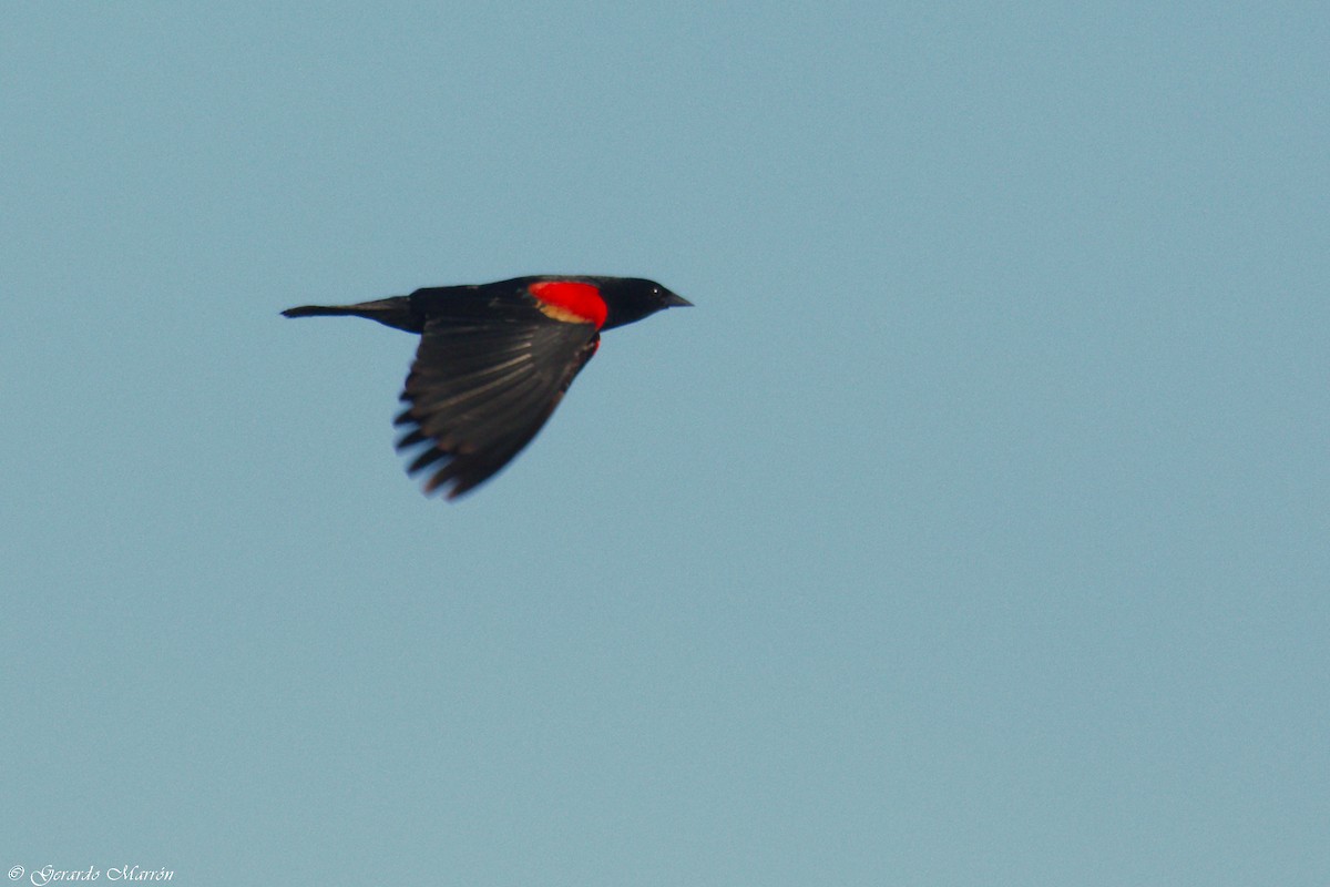 Red-winged Blackbird - Gerardo Marrón