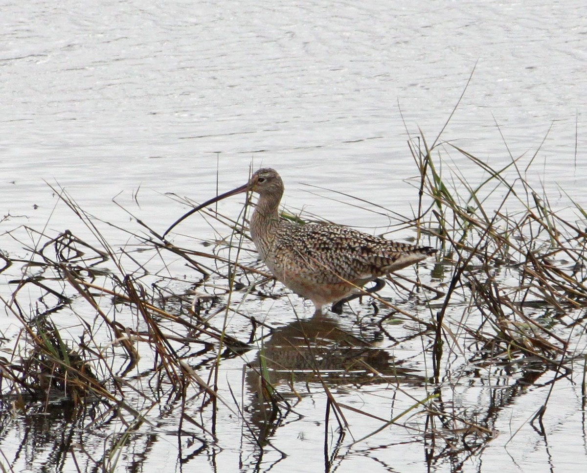 Long-billed Curlew - ML130045111