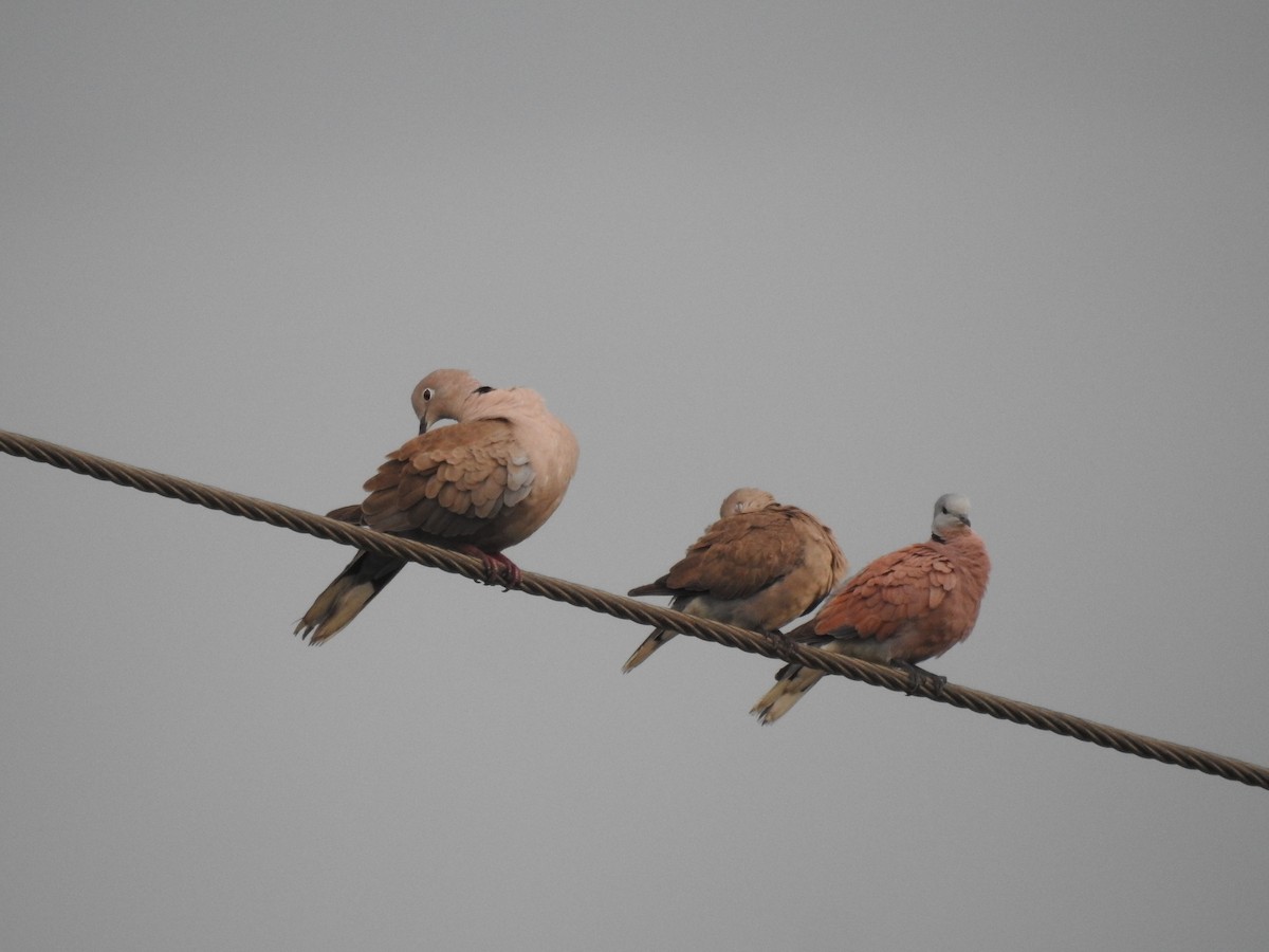 Red Collared-Dove - ML130050831