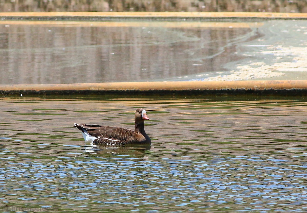 Greater White-fronted Goose - ML130054441