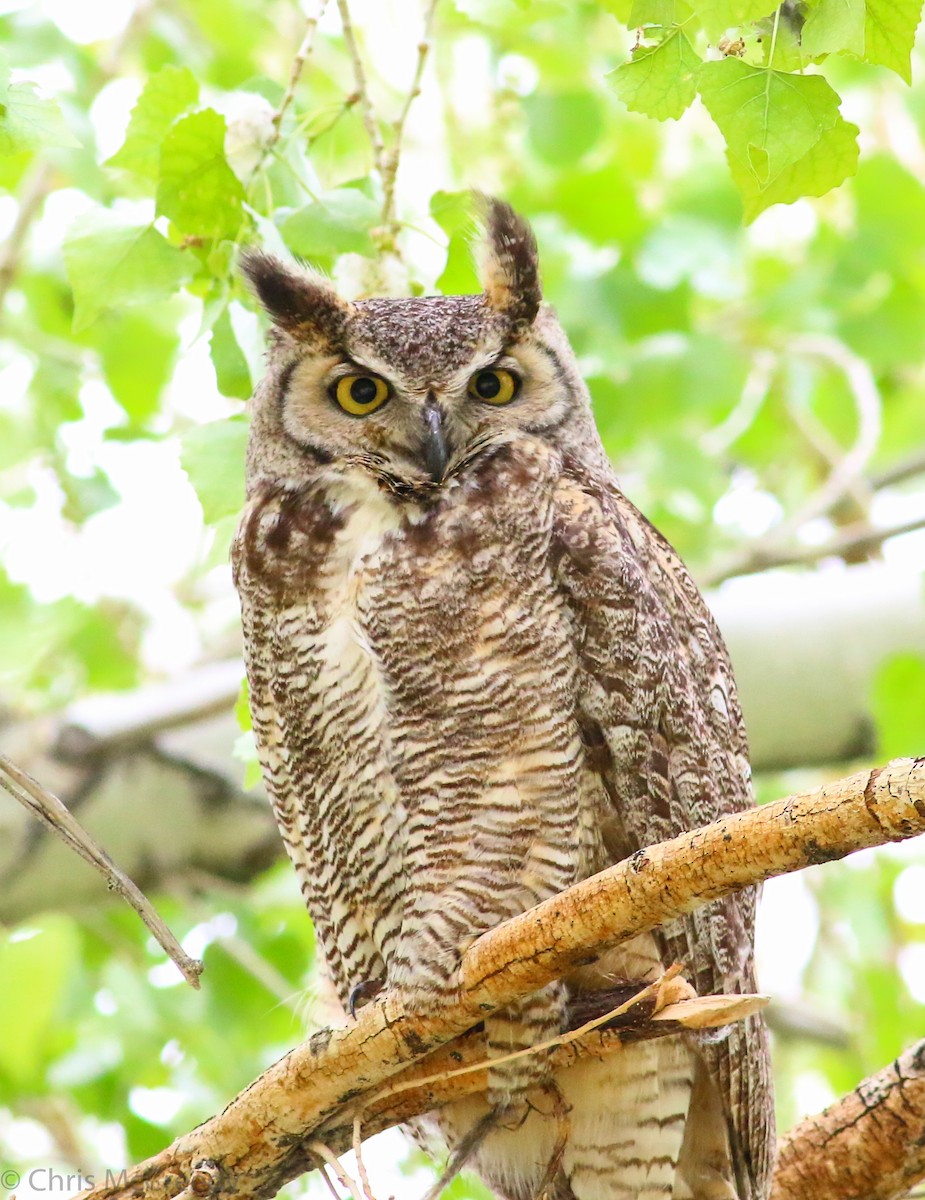 Ebird Checklist - 22 May 2015 - Oasis Ranch - 46 Species (+2 Other Taxa)