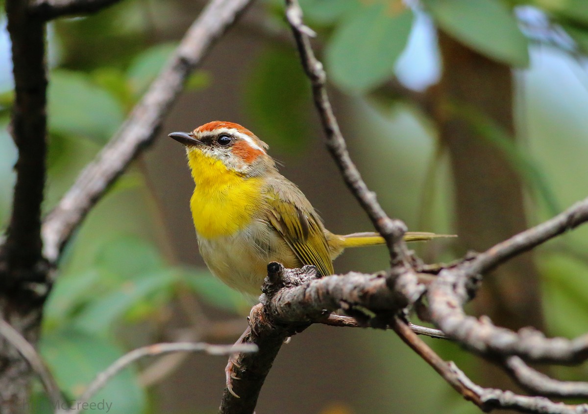 Rufous-capped Warbler - ML130055711