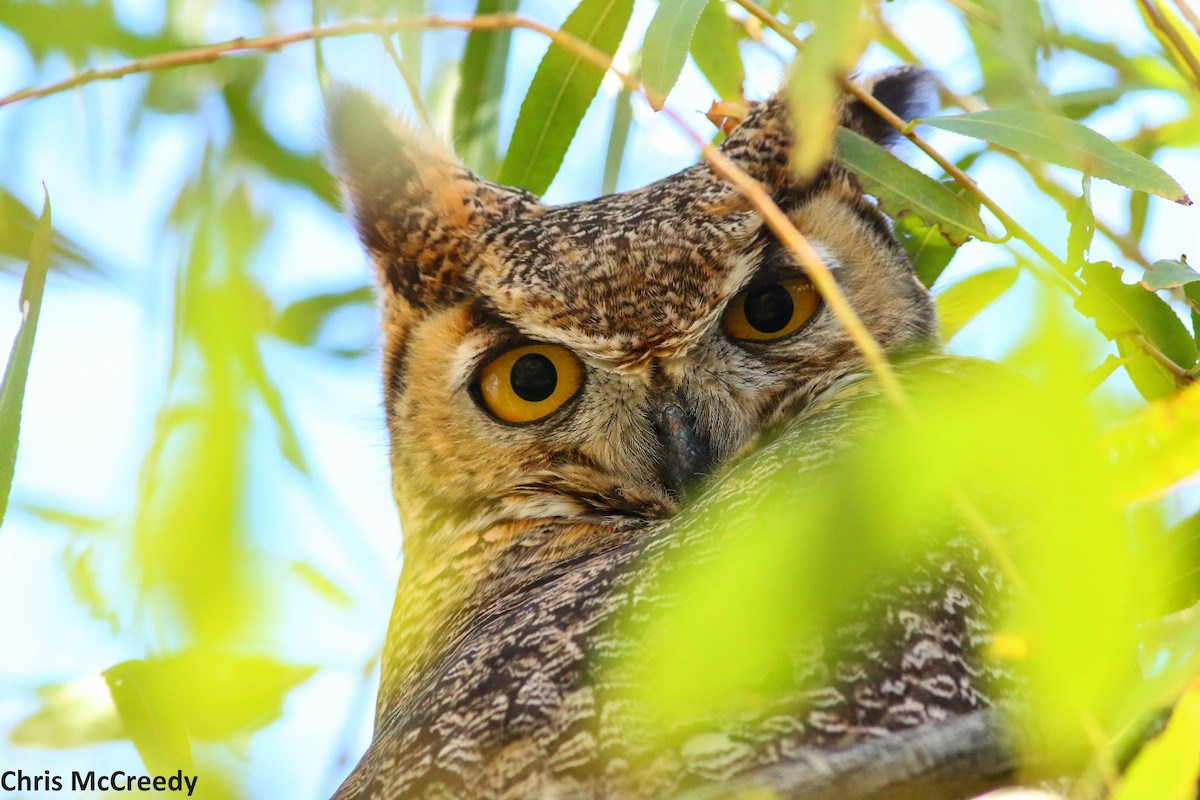 Great Horned Owl - ML130057461