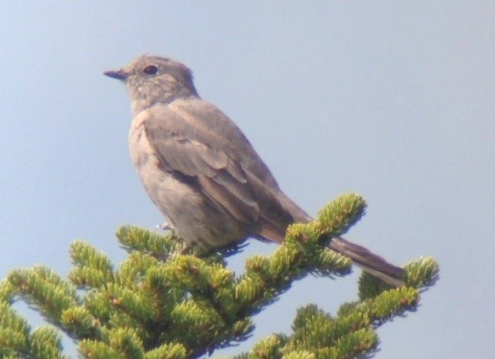 Townsend's Solitaire - Mark McShane