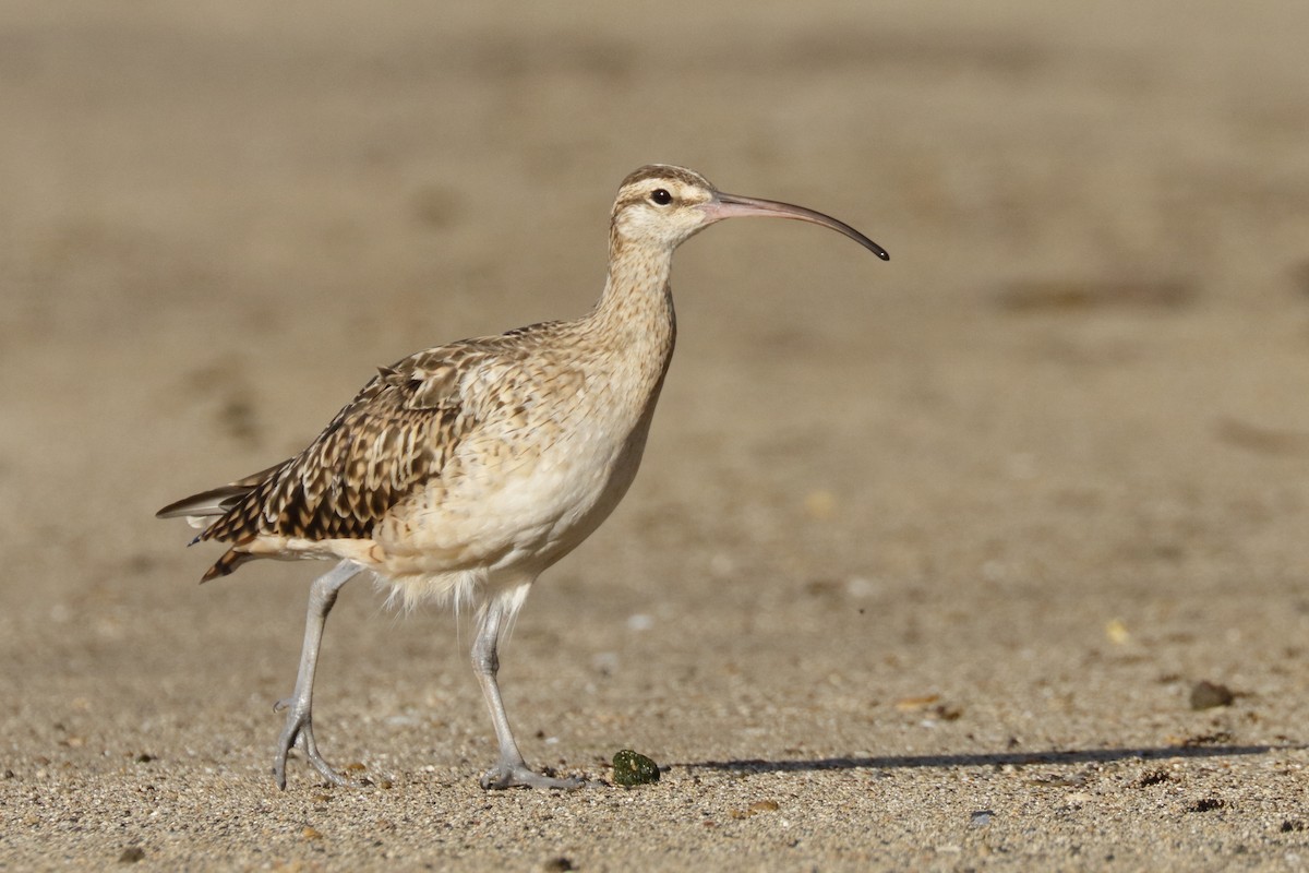 Bristle-thighed Curlew - ML130064291