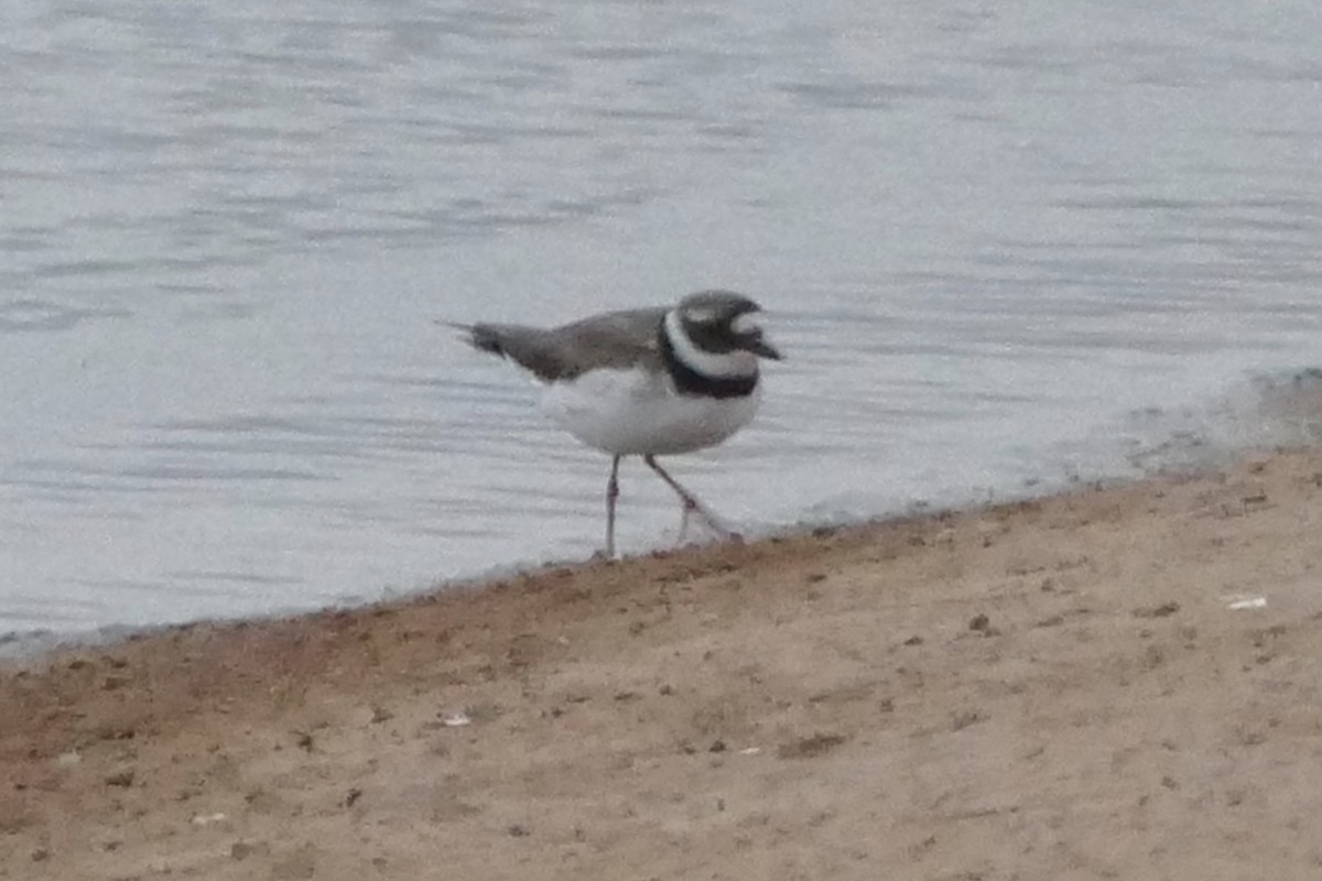 Common Ringed Plover - ML130064421