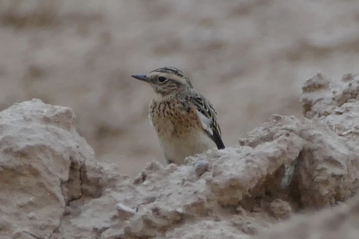 Whinchat - ML130064611