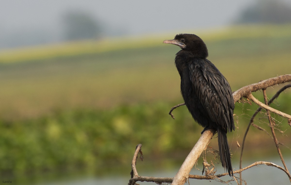 Little Cormorant - samarendra Chowdhury