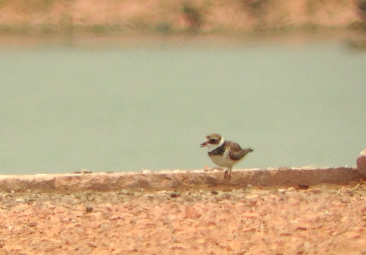 Semipalmated Plover - ML130064961