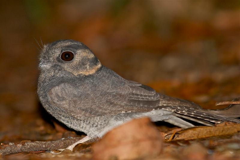 Australian Owlet-nightjar - ML130065121