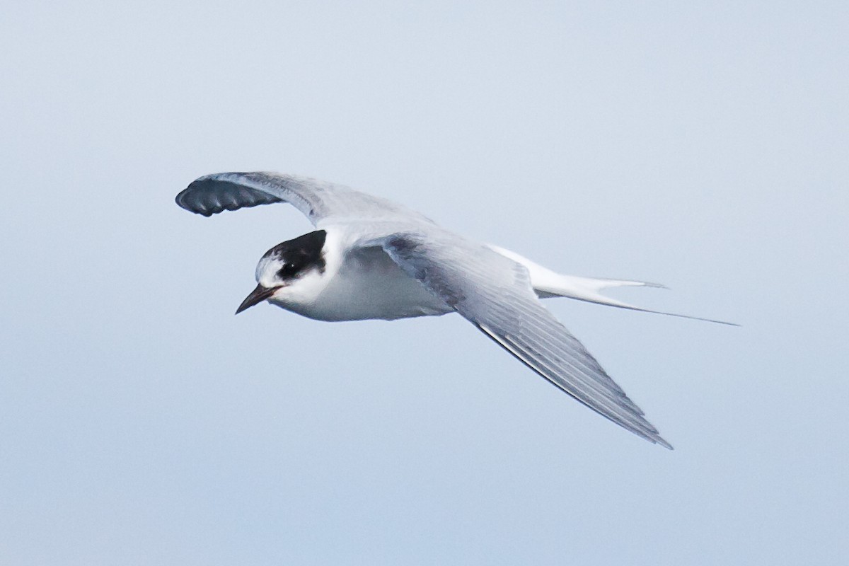 Arctic Tern - Nigel Jackett