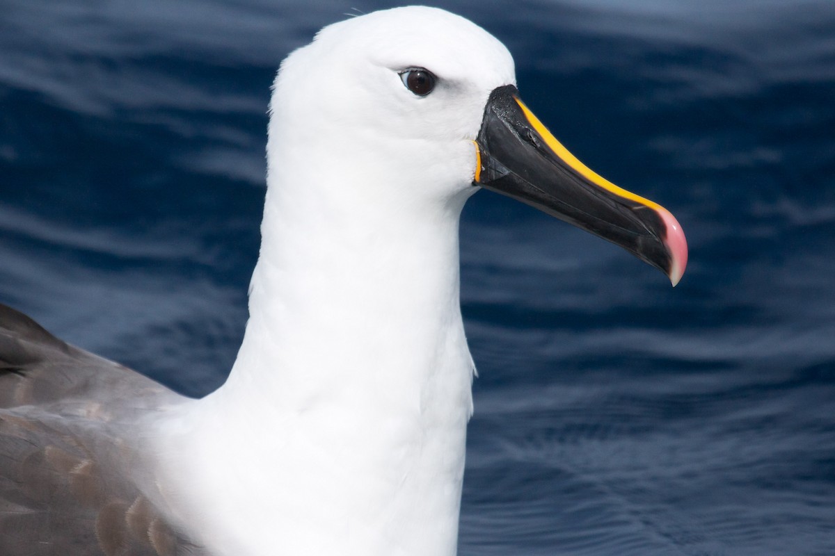 Indian Yellow-nosed Albatross - Nigel Jackett
