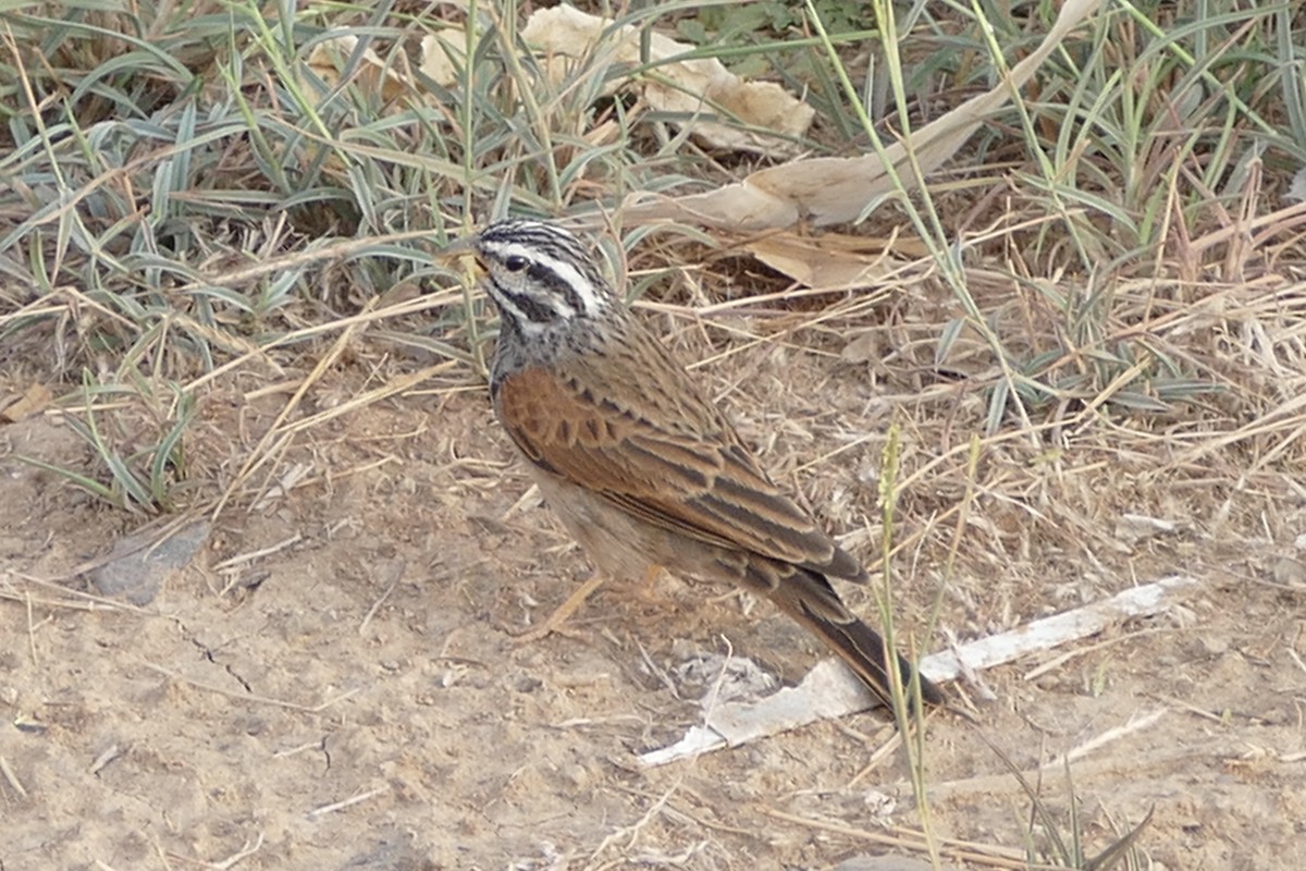 Striolated Bunting - ML130065351