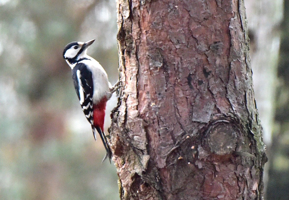 Great Spotted Woodpecker - ML130065861