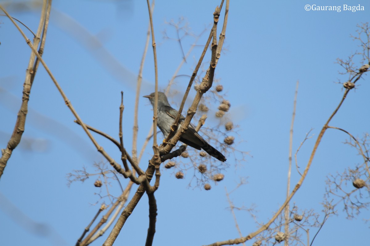 Gray-bellied Cuckoo - Gaurang Bagda