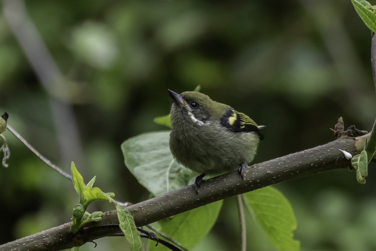 Moustached Tinkerbird - ML130066591