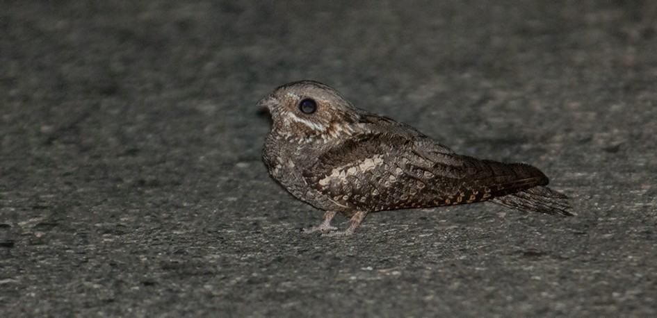 Eurasian Nightjar - Babis Tsilianidis