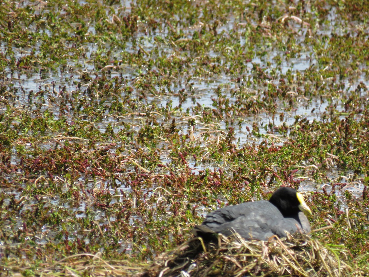 White-winged Coot - ML130074091