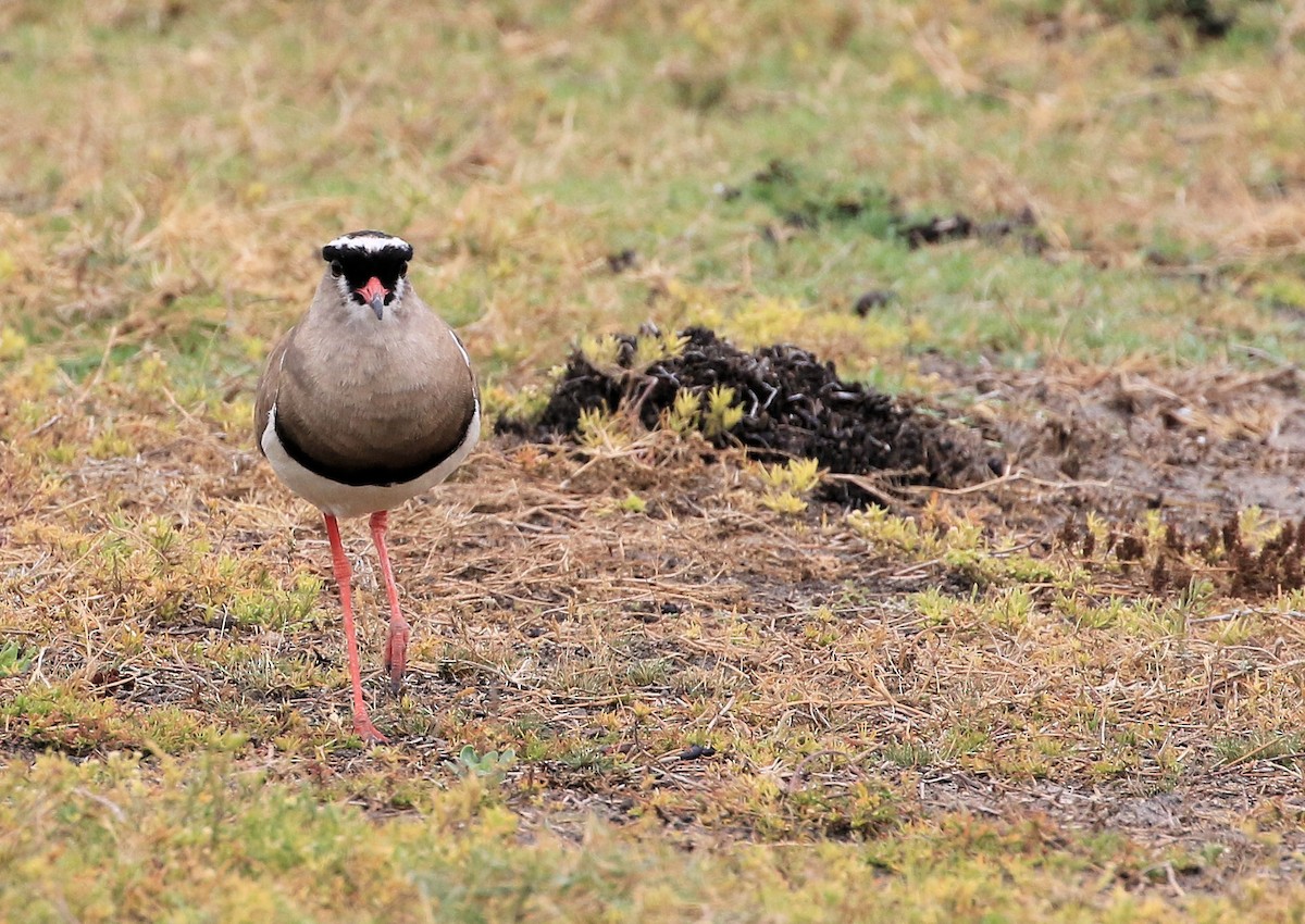 Crowned Lapwing - ML130074481