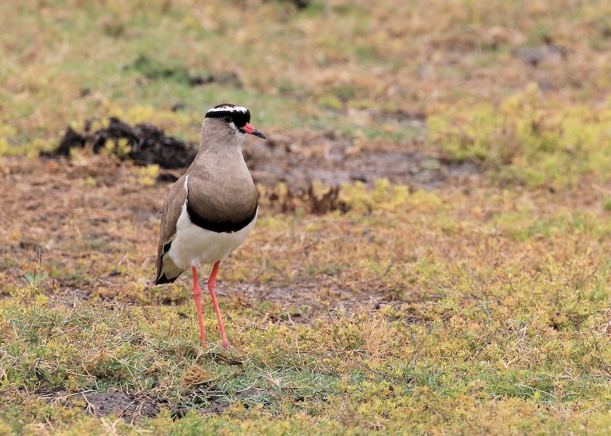 Crowned Lapwing - ML130074501