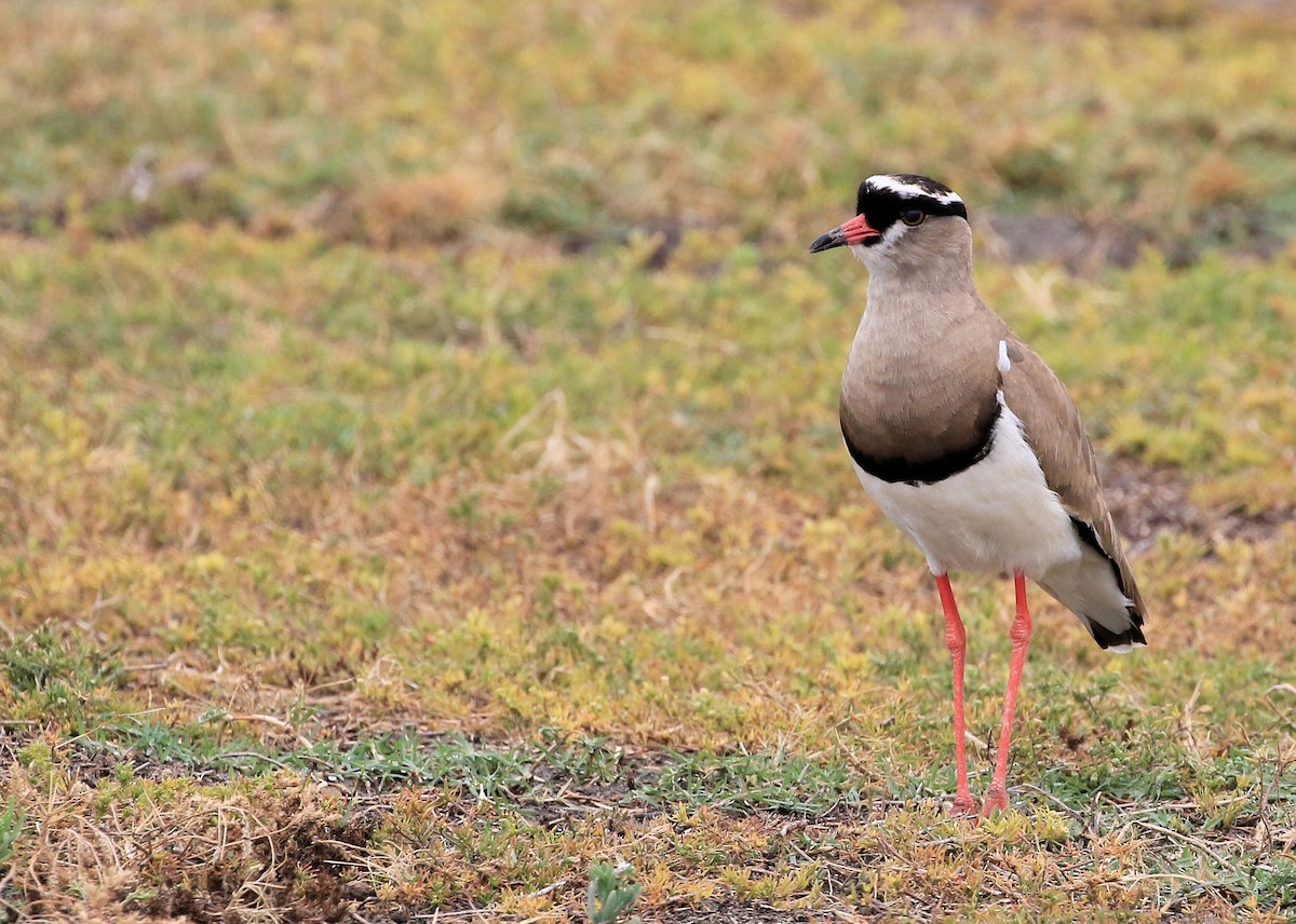 Crowned Lapwing - ML130074511