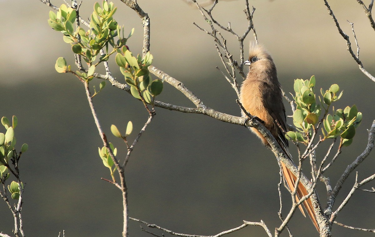 Speckled Mousebird - ML130074621