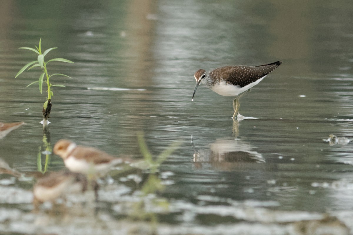 Green Sandpiper - Able Lawrence