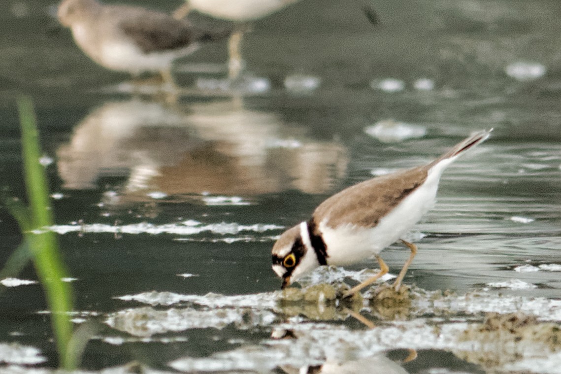Little Ringed Plover - Able Lawrence