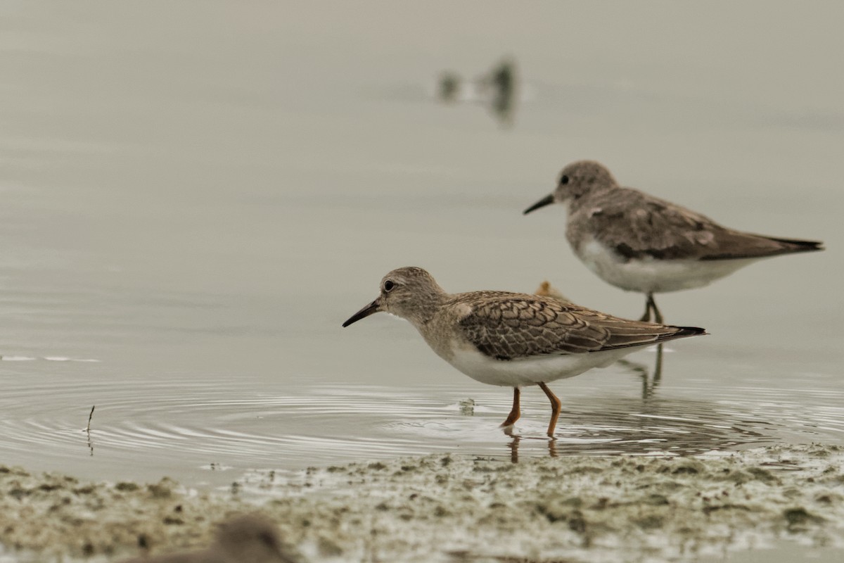 Temminck's Stint - Able Lawrence