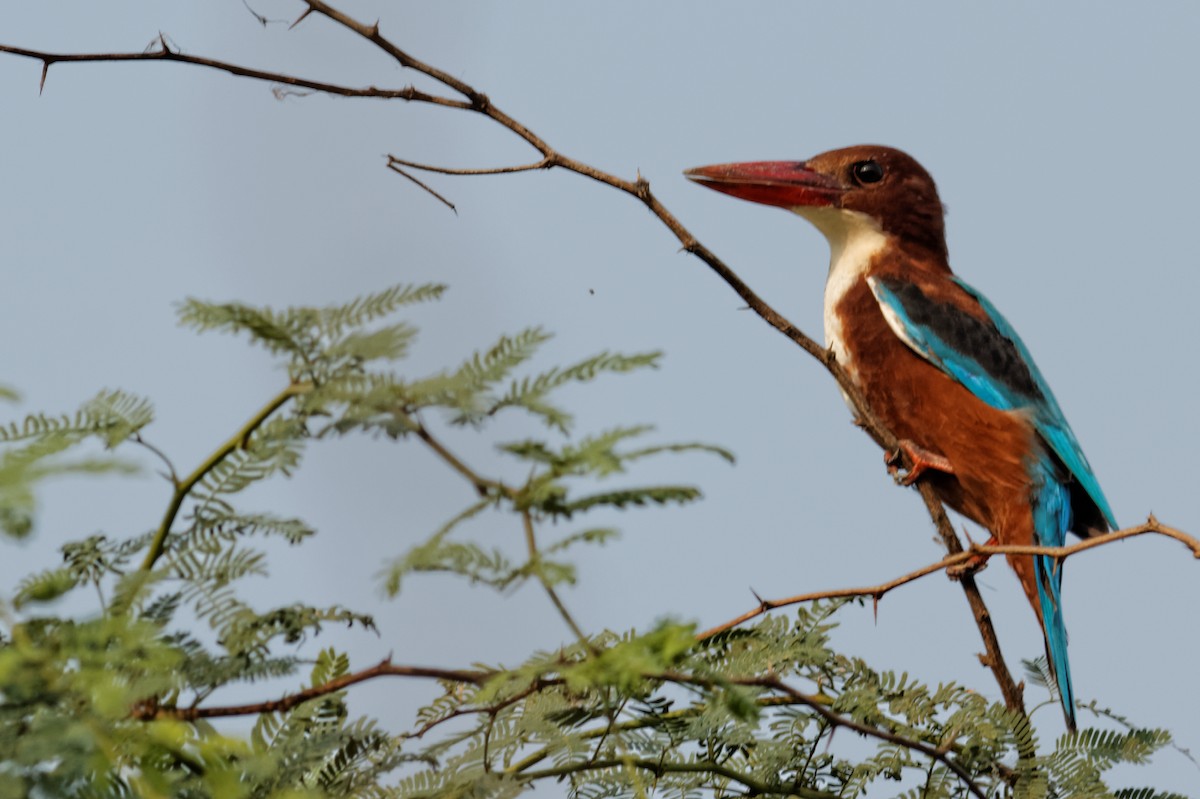 White-throated Kingfisher - Able Lawrence