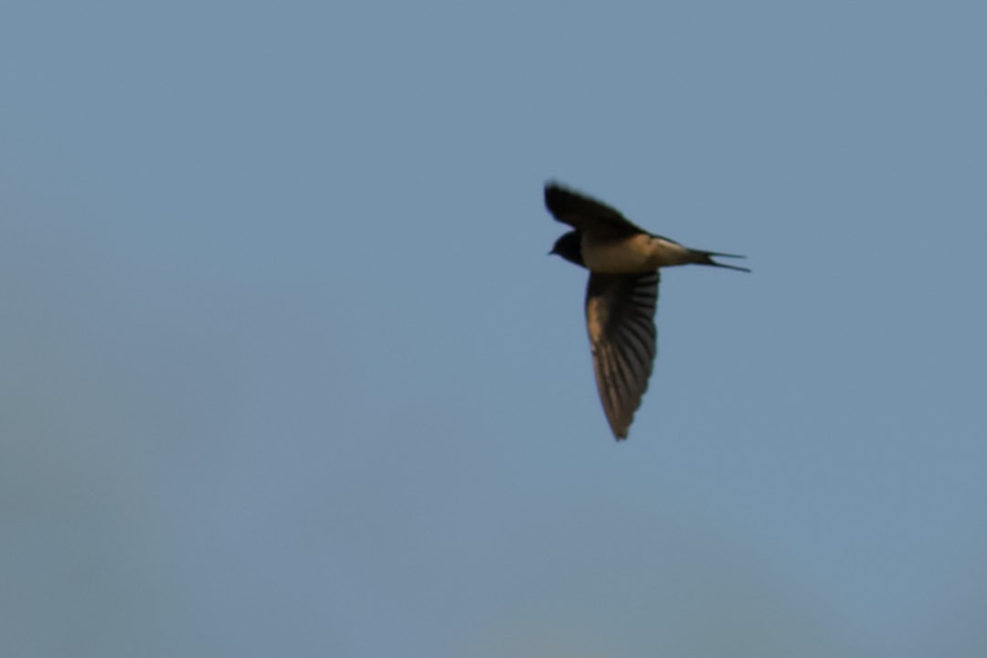 Barn Swallow - Able Lawrence