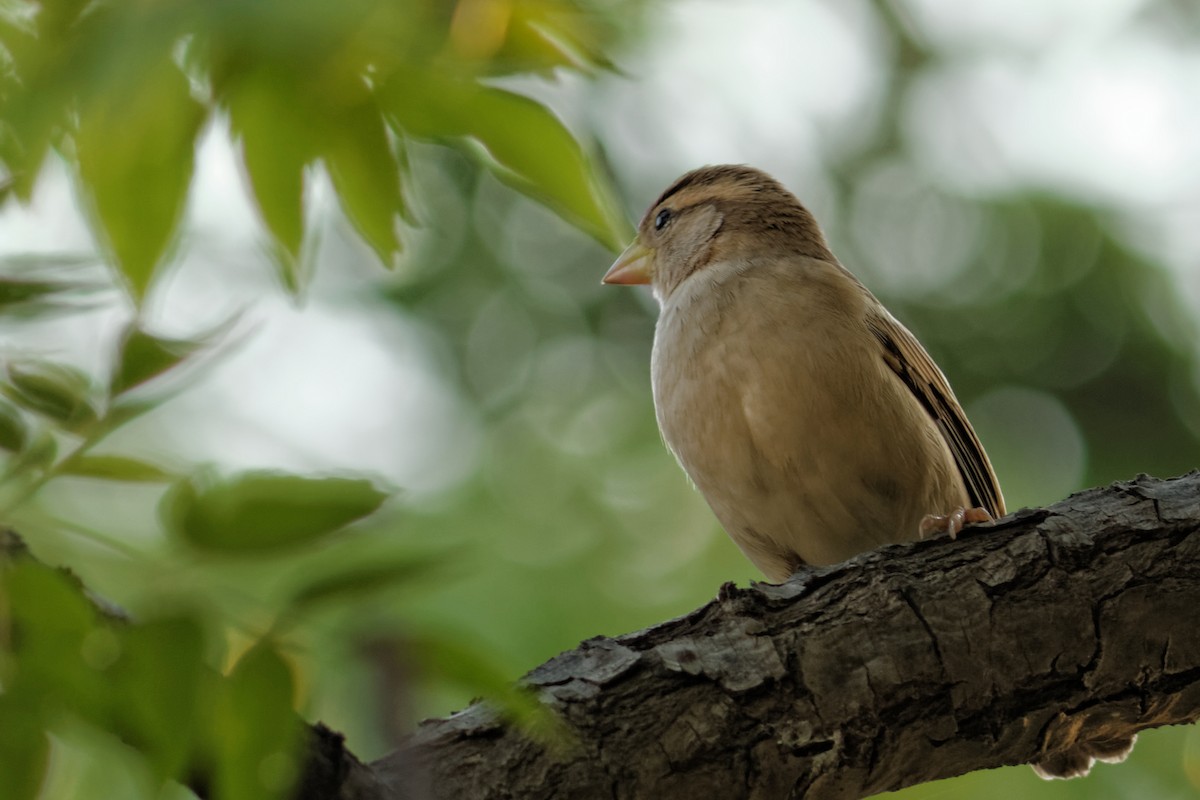 House Sparrow - Able Lawrence