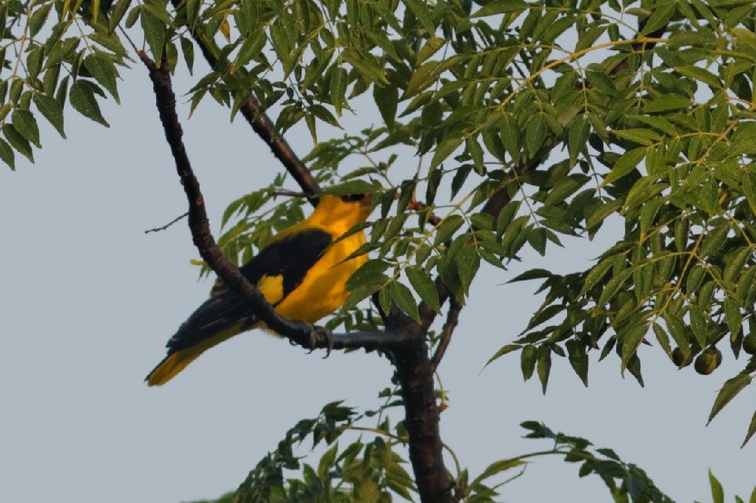 Indian Golden Oriole - Able Lawrence