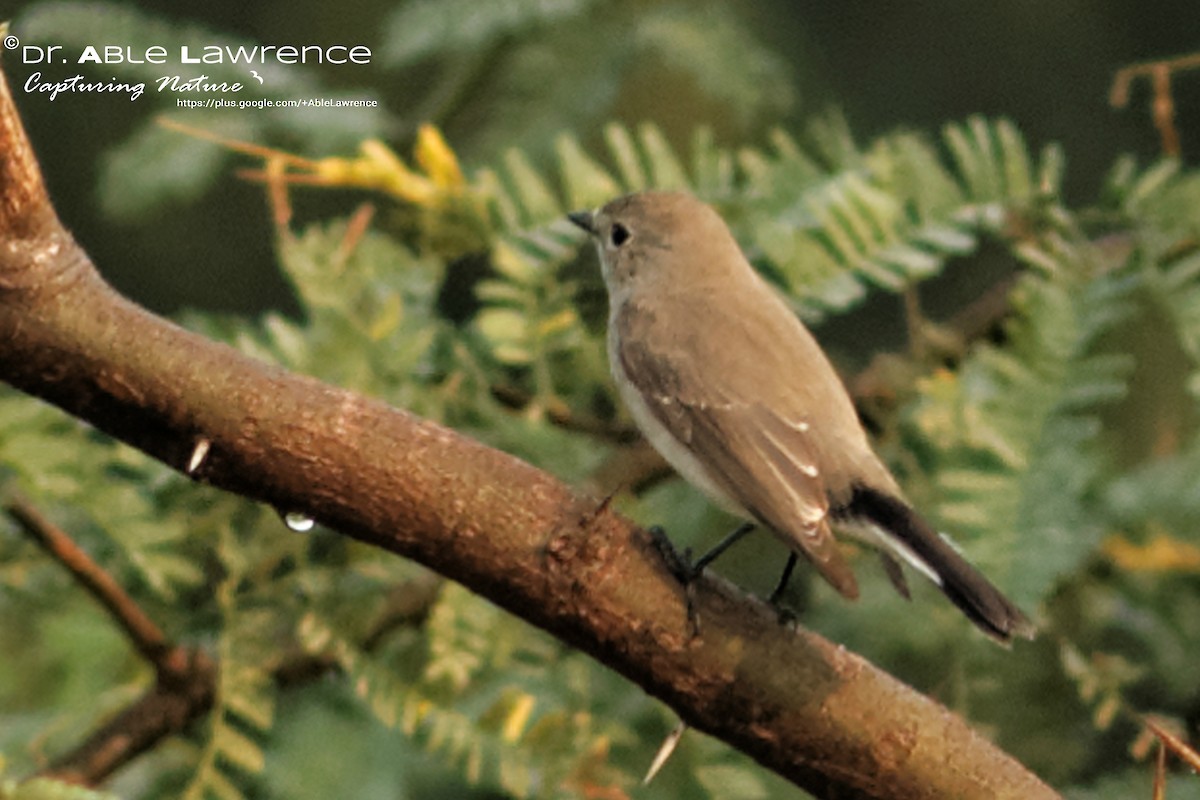 Taiga Flycatcher - Able Lawrence