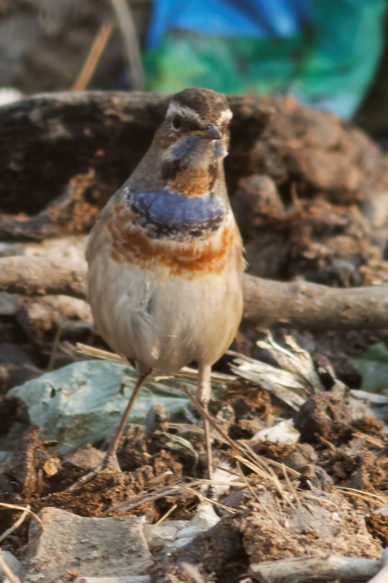 Bluethroat - Able Lawrence