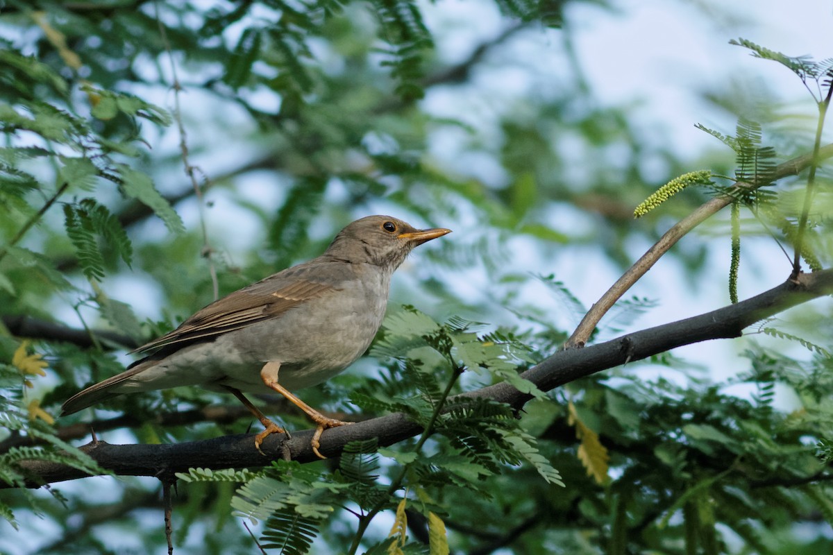 Tickell's Thrush - Able Lawrence