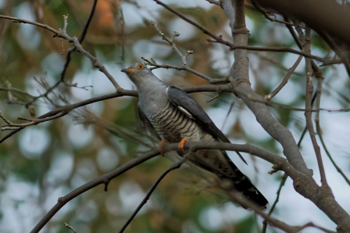 Common Cuckoo - ML130077551