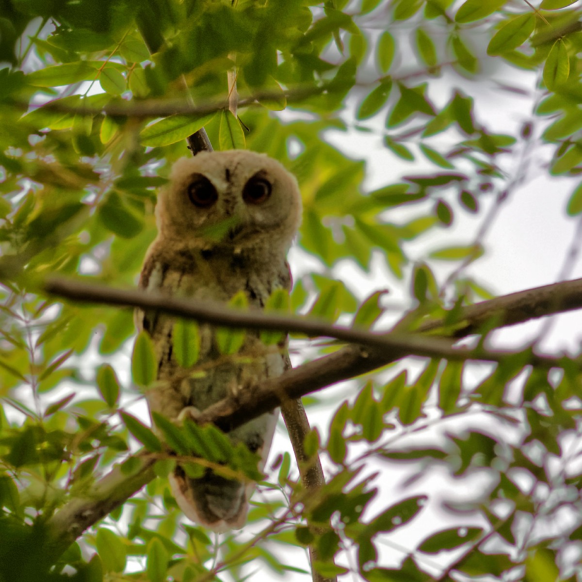 Indian Scops-Owl - Able Lawrence