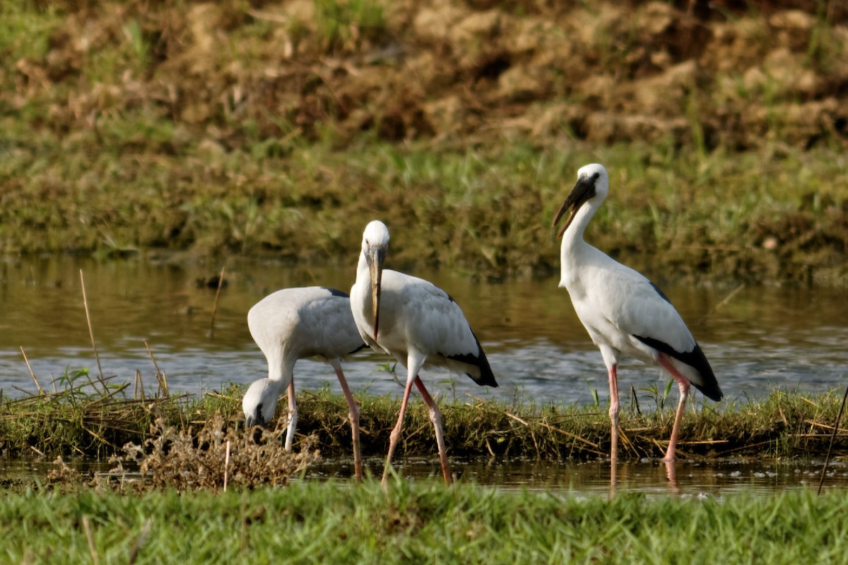 Asian Openbill - Able Lawrence
