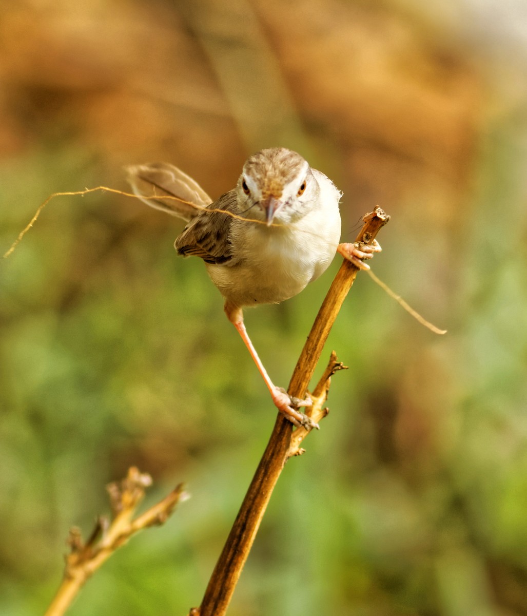 Delicate Prinia - Able Lawrence