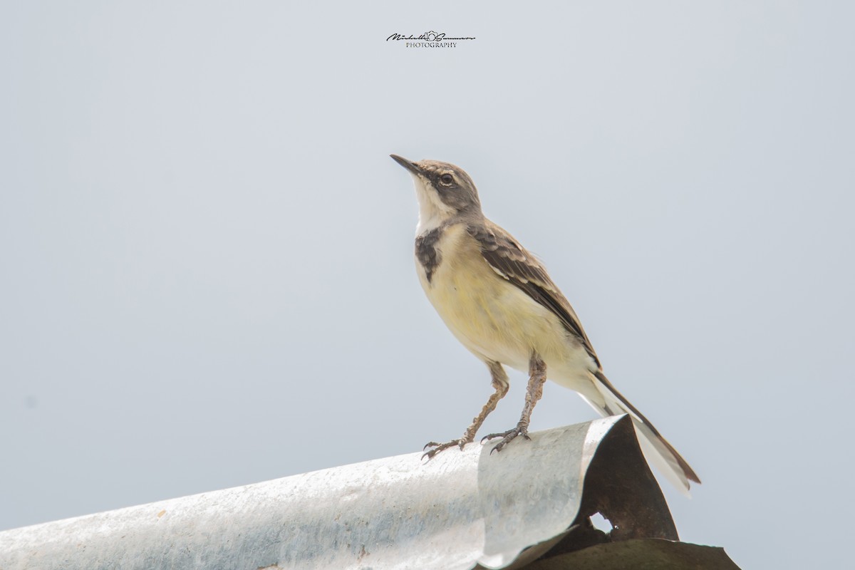 Cape Wagtail - ML130080041