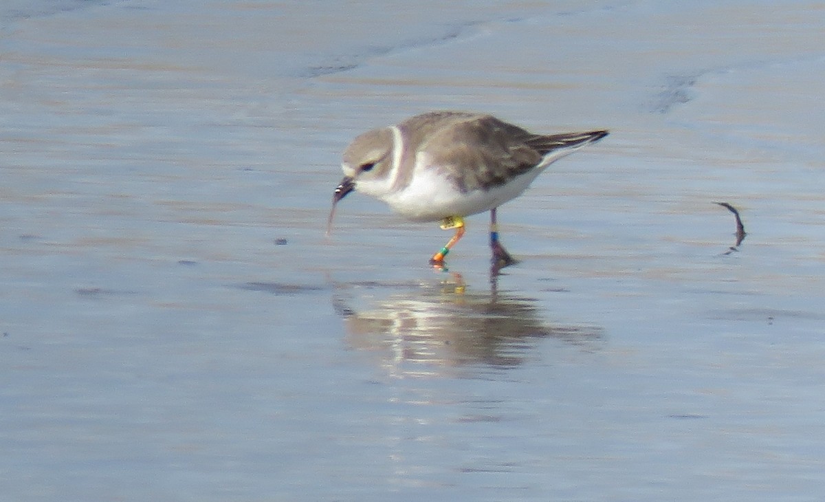 Piping Plover - ML130086081