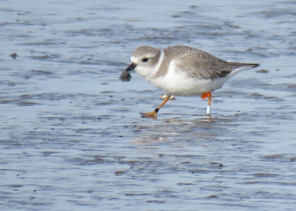 Piping Plover - ML130086131