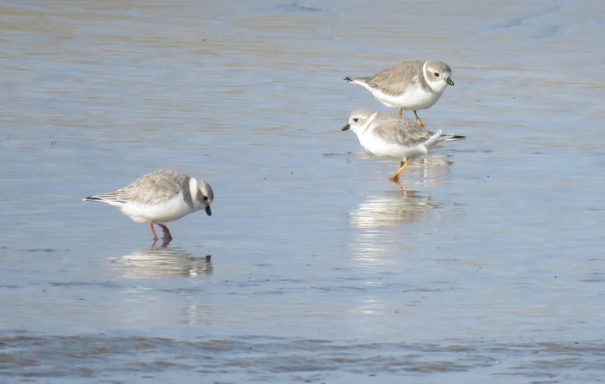 Piping Plover - ML130086141