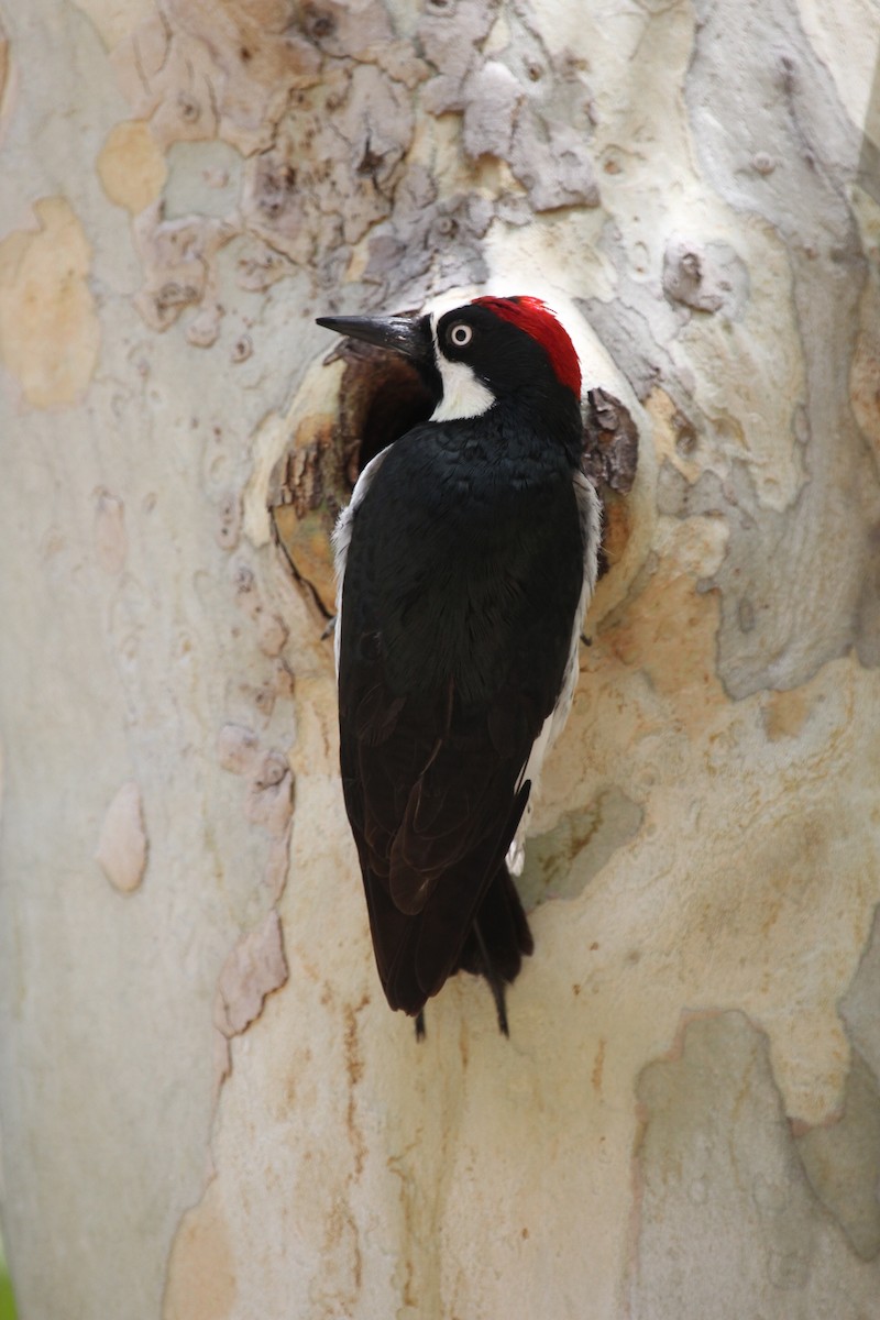 Acorn Woodpecker - Oliver Lindhiem